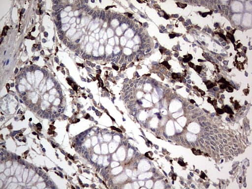 CD68 Antibody (aa22-319, clone OTI7D3)