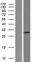 Human LDHA / LDH1 Protein (Over-Expression Lysate Myc-DDK (Flag))