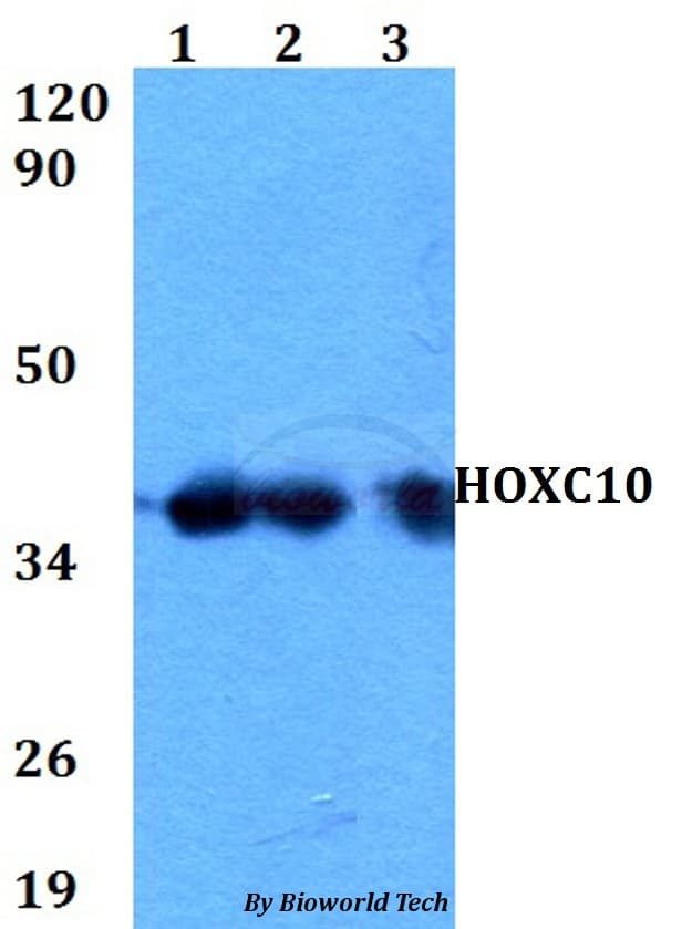 HOXC10 Antibody