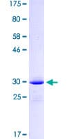 Human RXTA / RXR-Alpha Protein (Recombinant GST, N-terminus)