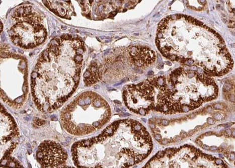 RNLS / Renalase Antibody