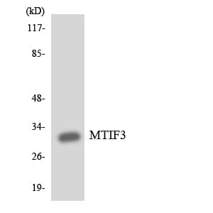 IF3mt / MTIF3 Antibody (aa55-104)