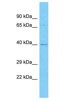 ZNF735 Antibody (aa51-100)