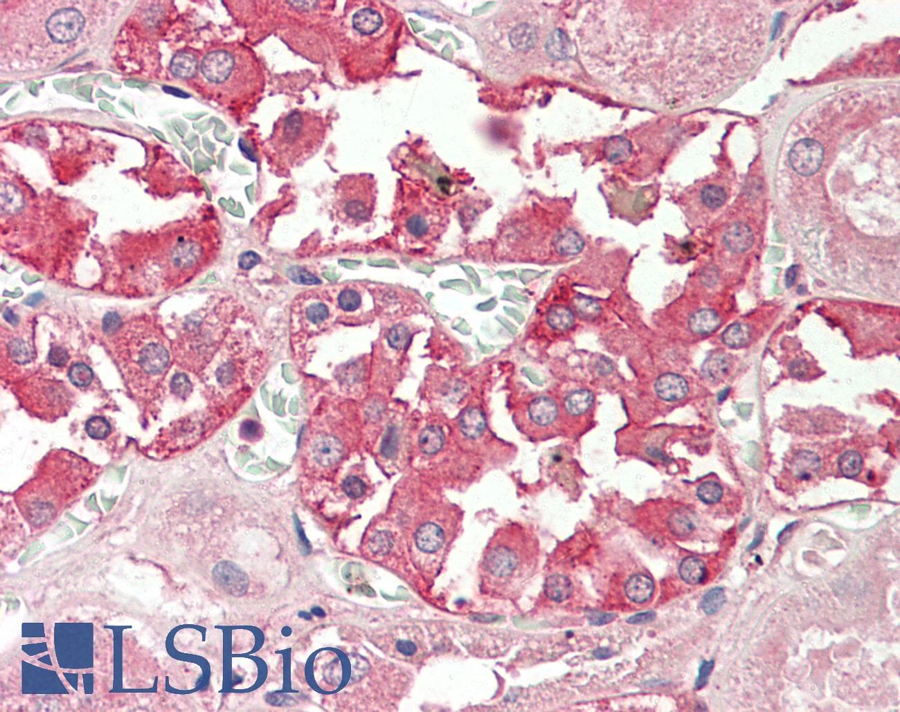 IHC-plus™ RHCG Antibody (aa209-218)