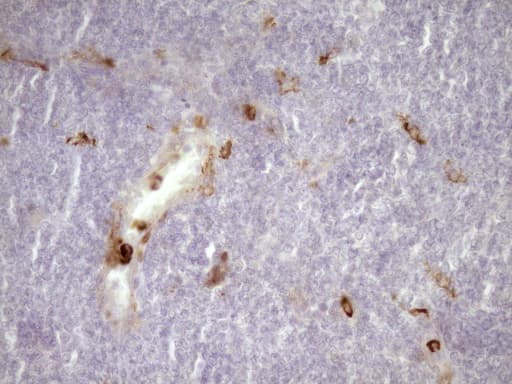 ANPEP / CD13 Antibody (aa668-967, clone 2F10, Carrier-free)