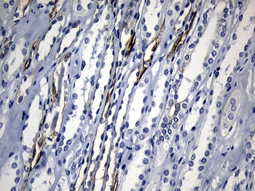 NAF-1 / CISD2 Antibody (clone OTI4D12)