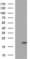 Monoclonal Mouse anti-Human PLA2G16 / HRASLS3 Antibody (clone OTI1A5, IHC, IF, WB)