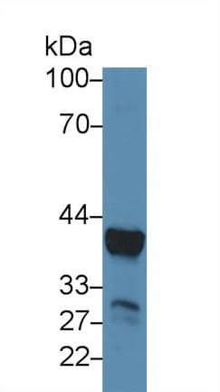 ARG1 / Arginase 1 Antibody (aa1-323)