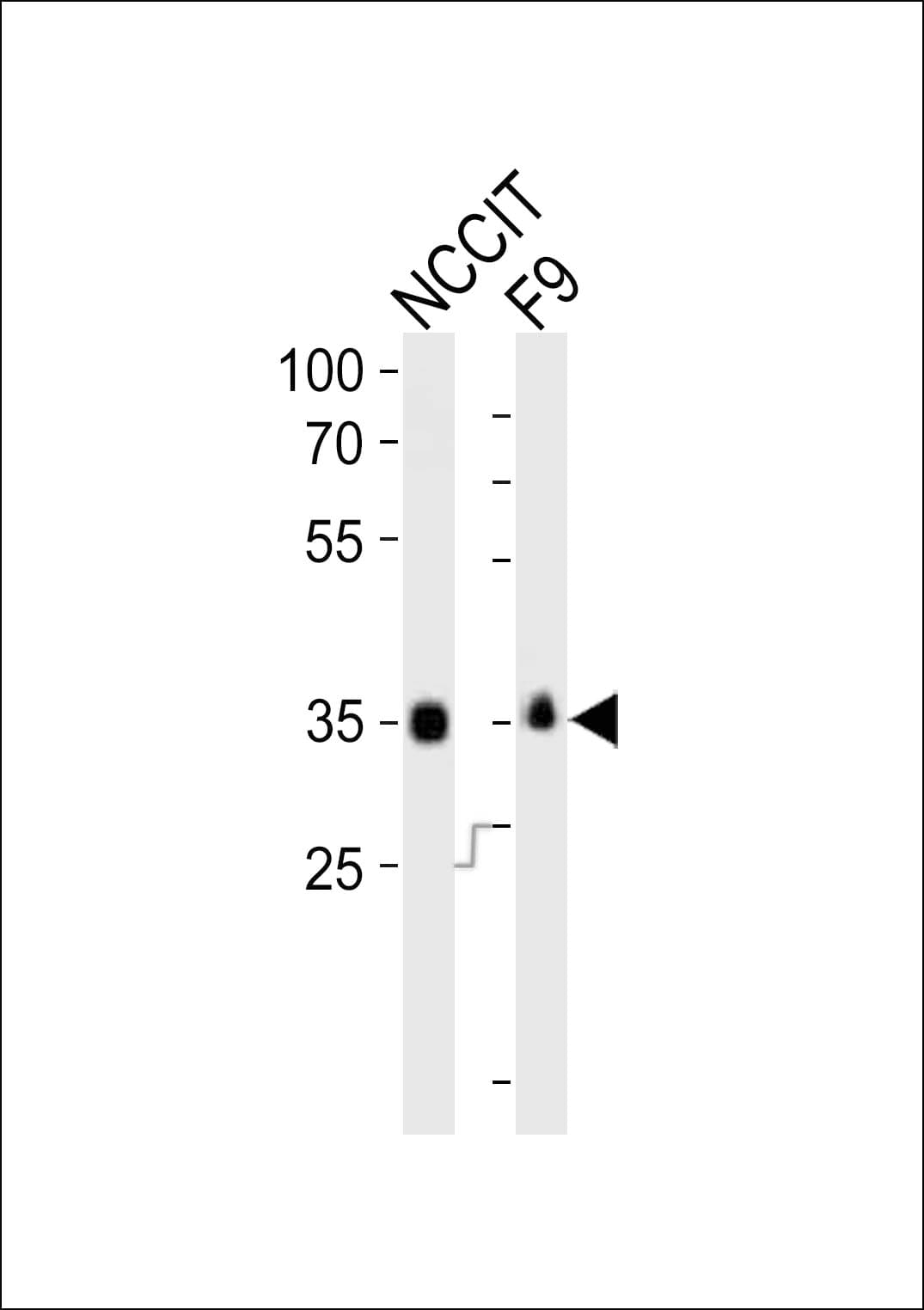 Polyclonal Rabbit anti-Mouse SOX2 Antibody (aa6-39, WB)