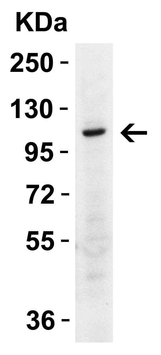 IHC-plus™ IPAF / NLRC4 Antibody