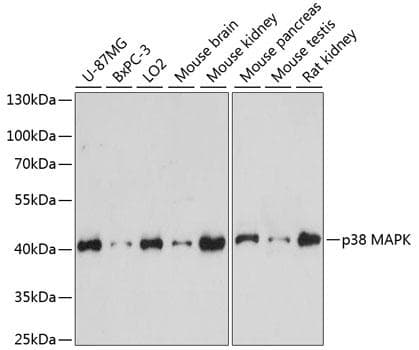 MAPK14 / p38 Antibody