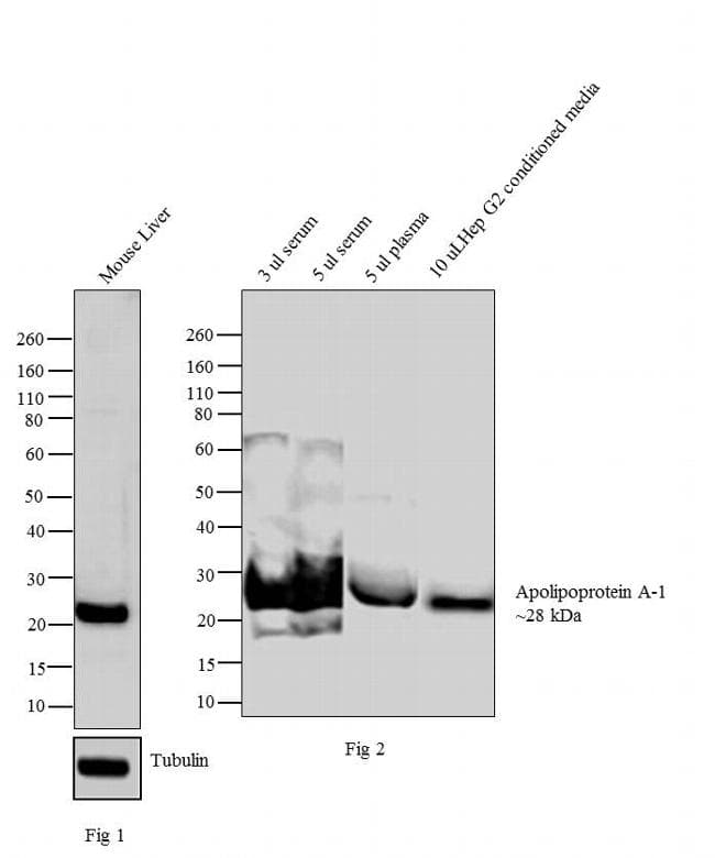 APOA1 / Apolipoprotein A 1 Antibody (clone 513)