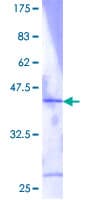 Human RPL36 / Ribosomal Protein L36 (Recombinant GST)