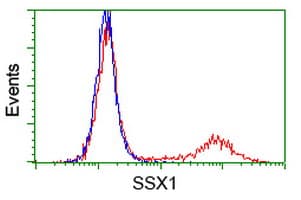 SSX1 Antibody (clone OTI2E9, Carrier-free)
