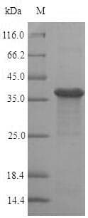 Human MRNP41 / RAE1 Protein (Recombinant GST, N-terminus)