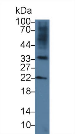 RSPO3 Antibody (aa22-272)