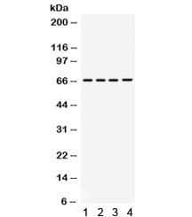 STXBP2 Antibody