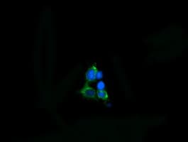 MPZL2 Antibody (clone OTI2C7, Carrier-free)