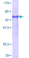 Human TNS1 / Tensin-1 Protein (Recombinant GST)