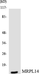 MRPL14 Antibody (aa88-137)
