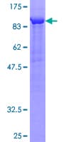 Human APLP2 Protein (Recombinant GST)