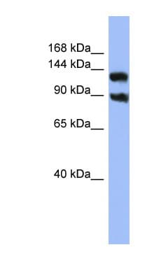 KCNH3 / Kv12.2 Antibody (aa719-768)