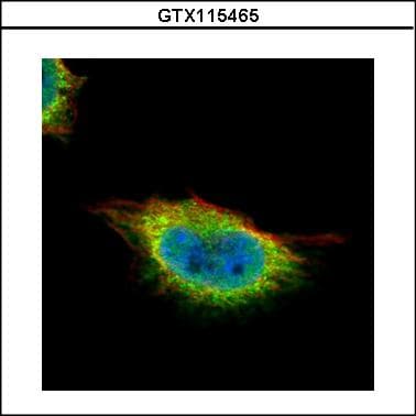 GMEB1 Antibody