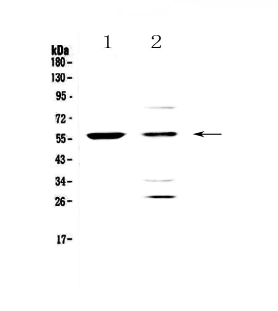 PDK1 Antibody