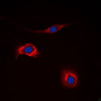 NPY2R Antibody (N-Terminus)