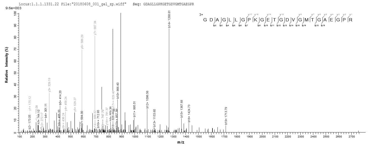 Mouse Adiponectin Protein (Recombinant 6His, N-terminus)