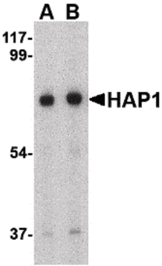 IHC-plus™ HAP1 Antibody