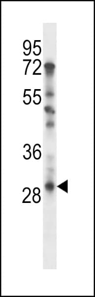TAF9 Antibody (aa1-30)