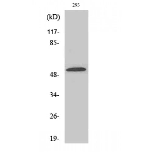 Polyclonal Rabbit anti-Human SLC39A7 / ZIP7 Antibody (100-180 aa, Internal, WB)
