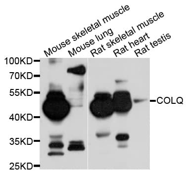 COLQ Antibody
