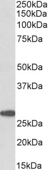IHC-plus™ Prostaglandin D Synthase Antibody (aa27-38)