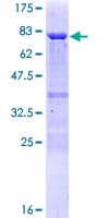 Human TAF7 Protein (Recombinant GST)
