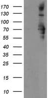 SENP2 Antibody (aa139-523, clone OTI1B8)