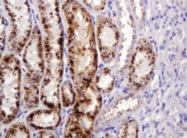 FAM234A Antibody (clone OTI3B3)