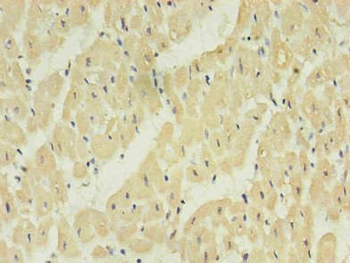 NPPB / BNP Antibody (clone 1E1F4)