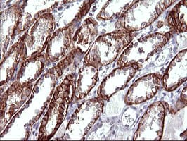 EPCAM Antibody (clone OTI1H9)