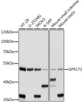 GPR173 / SREB3 Antibody