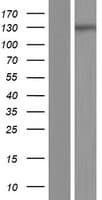 IQSEC3 Protein (Over-Expression Lysate Myc-DDK (Flag))