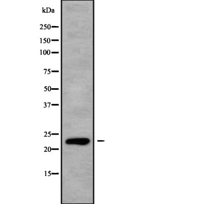 RALB Antibody