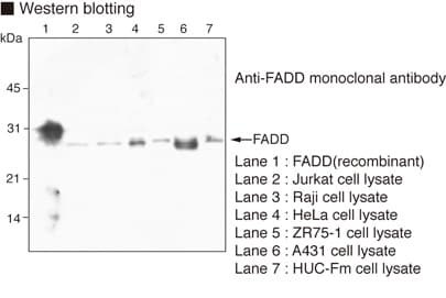 Monoclonal Mouse anti-Human FADD Antibody (clone 1F7, WB)