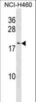 CCL27 Antibody (aa74-102)