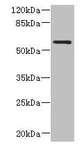 FCRL4 / IRTA1 / CD307d Antibody