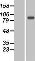Human MYO19 / Myosin XIX Protein (Over-Expression Lysate Myc-DDK (Flag))
