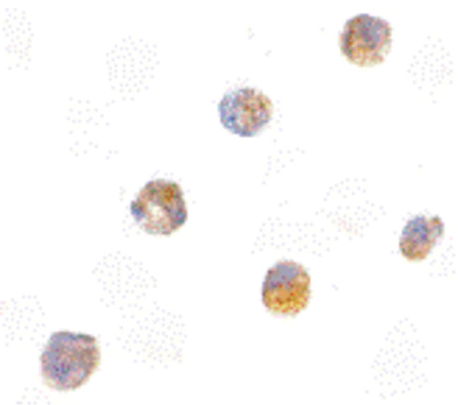 IHC-plus™ PYCARD / ASC / TMS1 Antibody