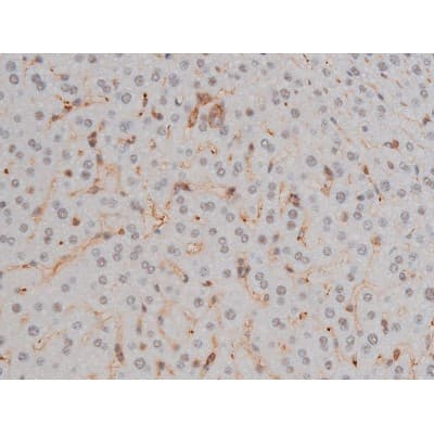 Polyclonal Rabbit anti-Human FLNA / Filamin A Antibody (phospho-Ser2152, IHC, IF, WB)