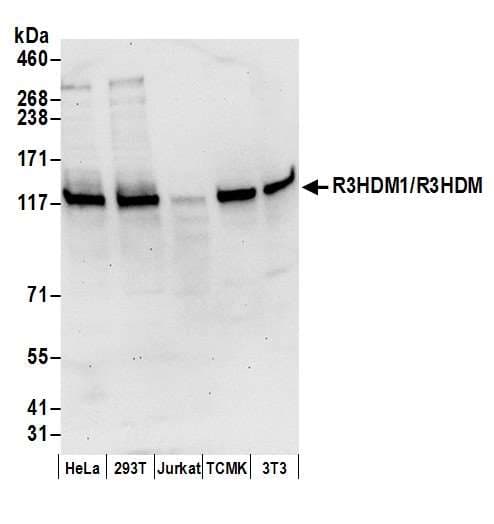 R3HDM1 Antibody (aa500-550)